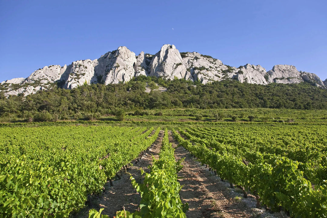 Southern Rhone Reds for the Winter
