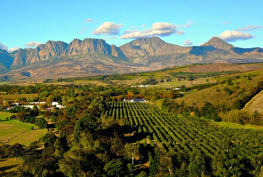 Introducing the Award-Winning 2021 Stellenbosch Cabernet