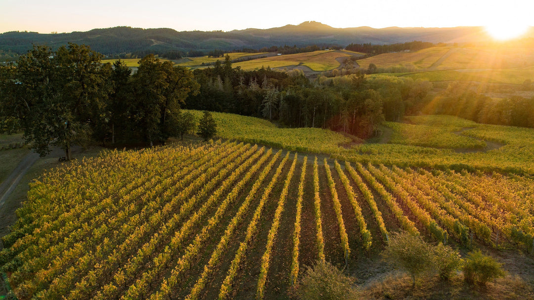 Louis Jadot’s Vision Takes Root in Willamette Valley