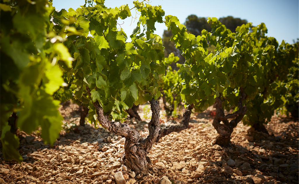 Straight from the Cellar: 2015 Vacqueyras