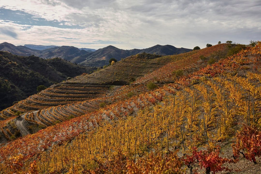 Consistency and Value from Priorat