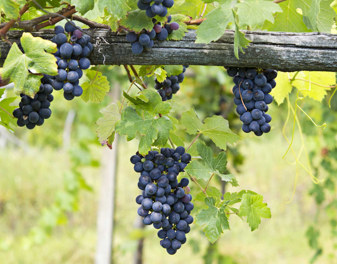 Oddero Barbera d’Alba Superiore 2022
