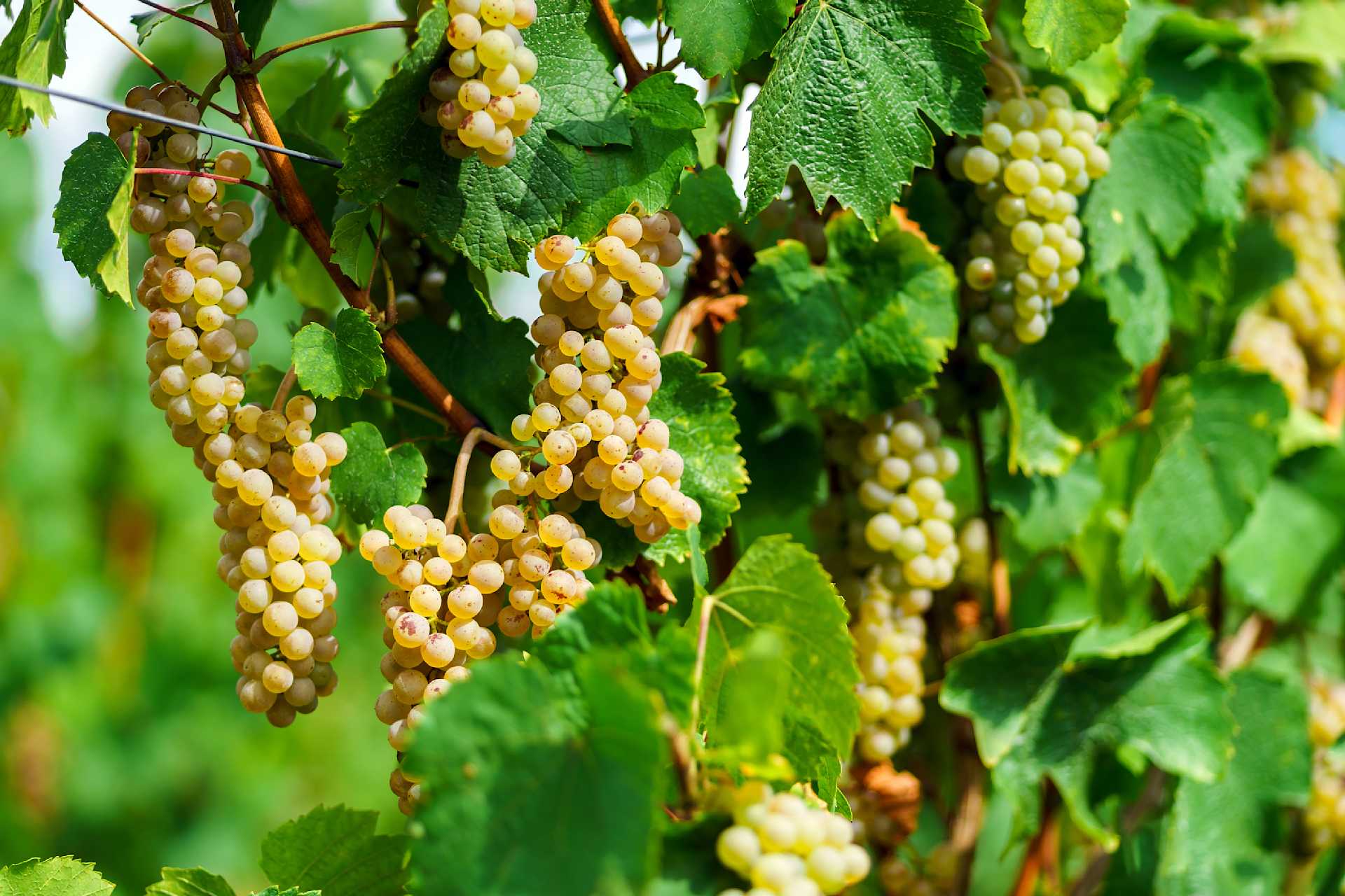 When It Comes to Moscato, There’s Only One Master