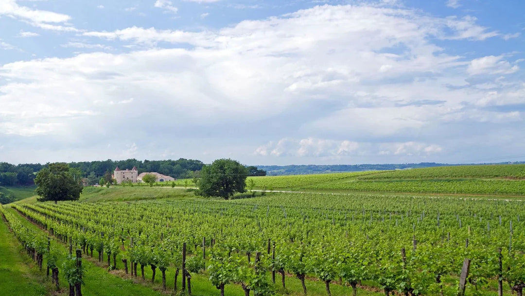 $19 Bordeaux with First-Growth Pedigree