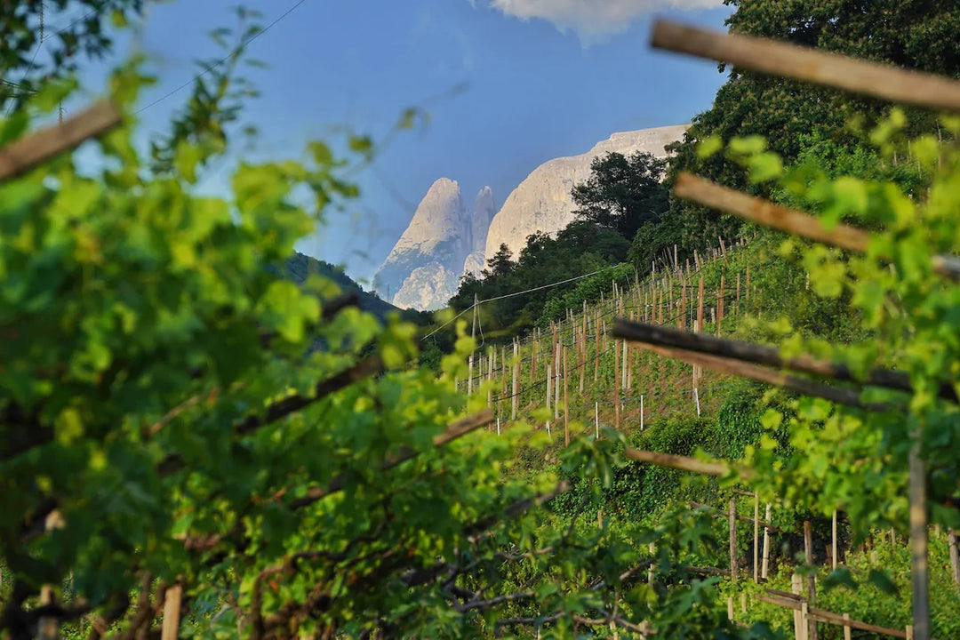 Vine Farmer Day: Schiava from Alto Adige. Sort of.