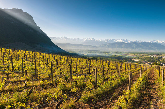 Return of a Savoie Favorite, Quenard’s Chignin Blanc