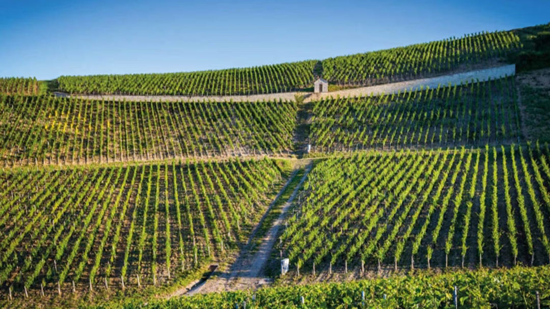 Why I’m Choosing This AOC Chablis Over the Grand Crus