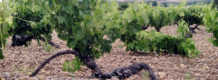Vineyard Road Day 4: Antidoto Ribera del Duero
