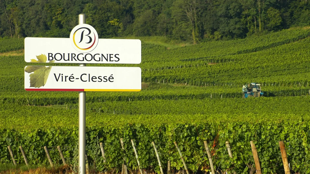 When Limestone Sings, Burgundy is Near