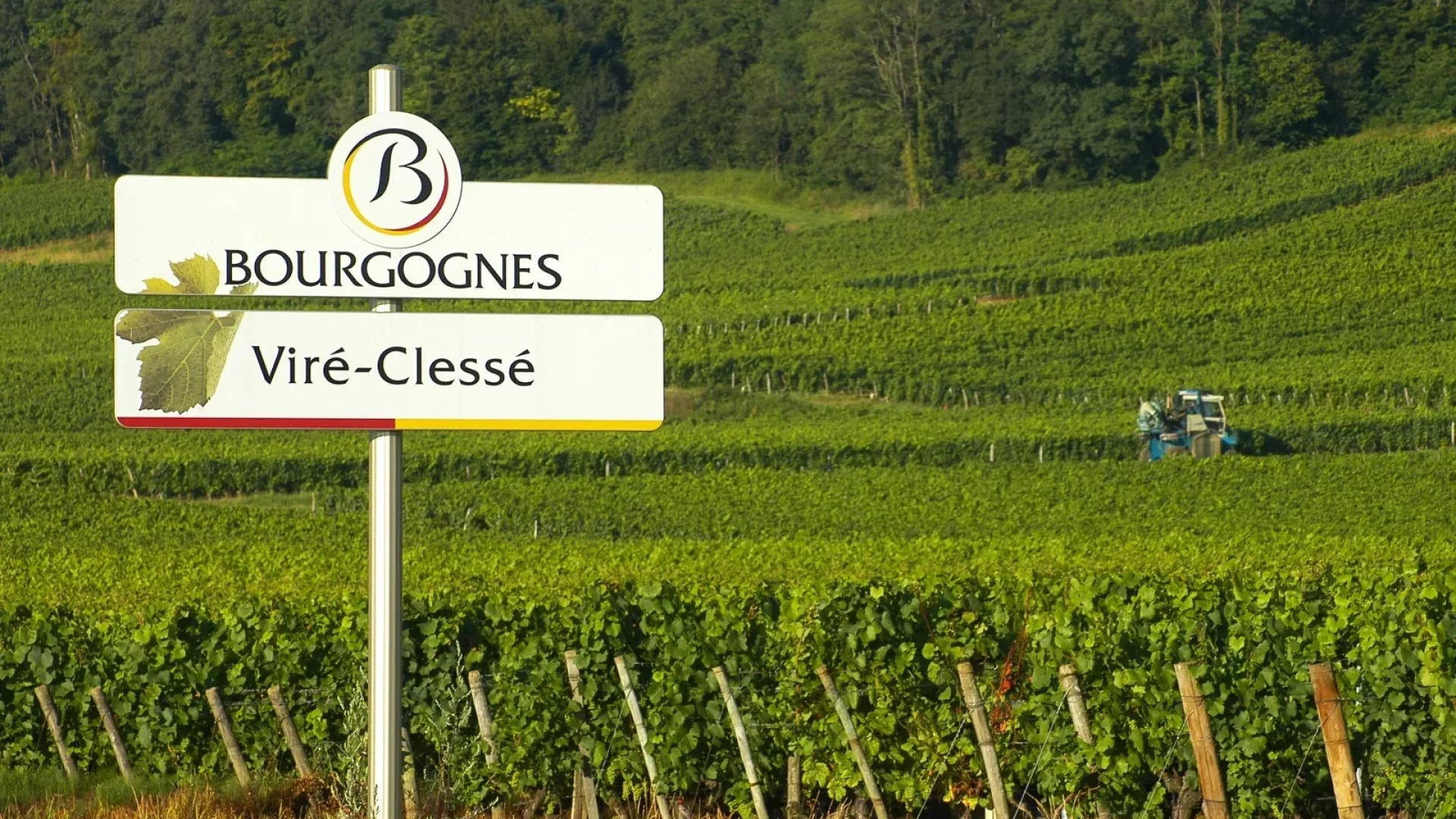 When Limestone Sings, Burgundy is Near