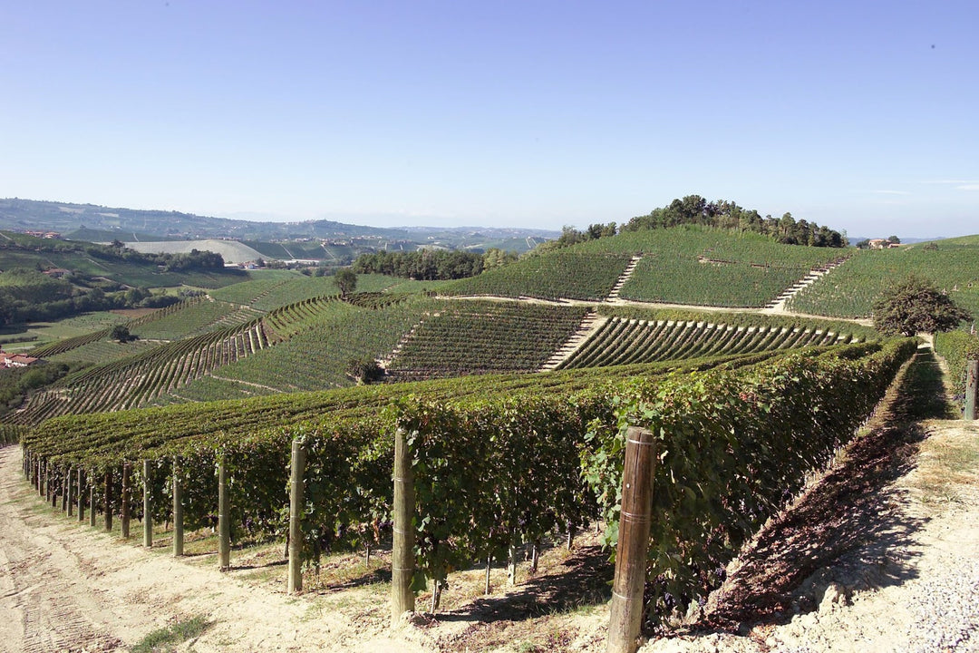 2021 Barolo from Matteo Ascheri