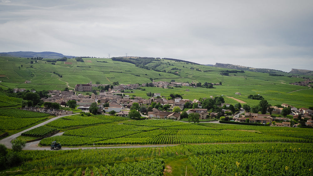 Newly Crowned 1er Cru in a Stellar Vintage