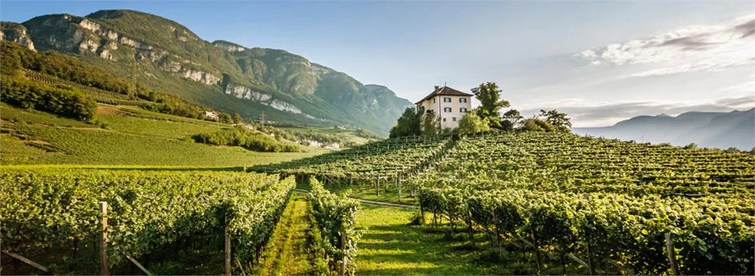 Possibly Italy’s Greatest White Wine. Terlan’s ‘Vorberg’