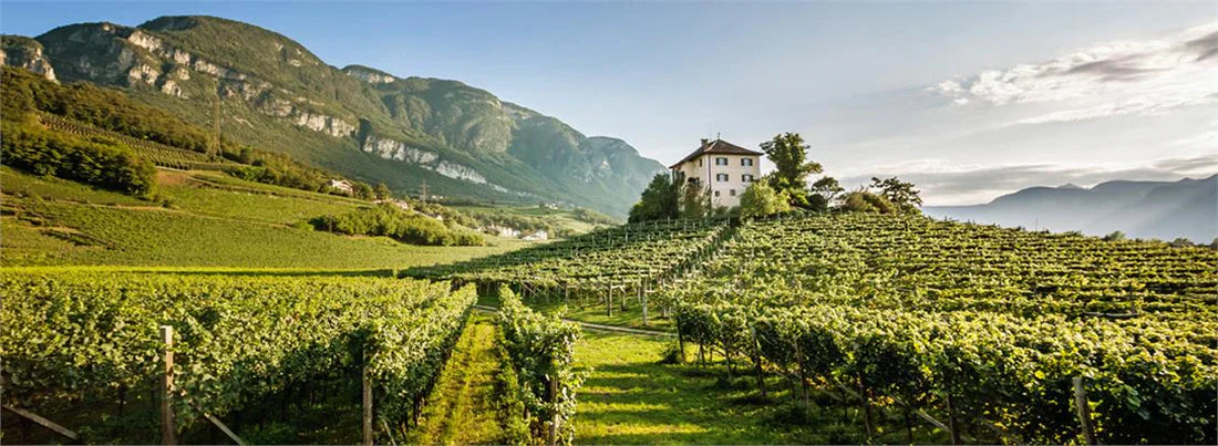 Possibly Italy’s Greatest White Wine. Terlan’s ‘Vorberg’