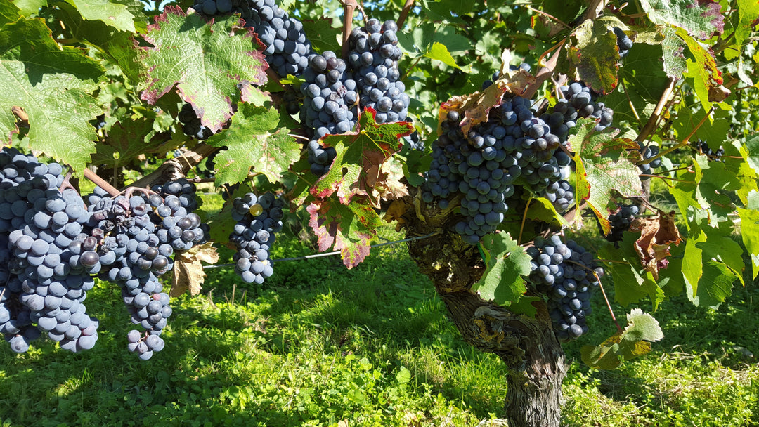 Crunchy, Tart & Juicy, Perfectly Bourgueil
