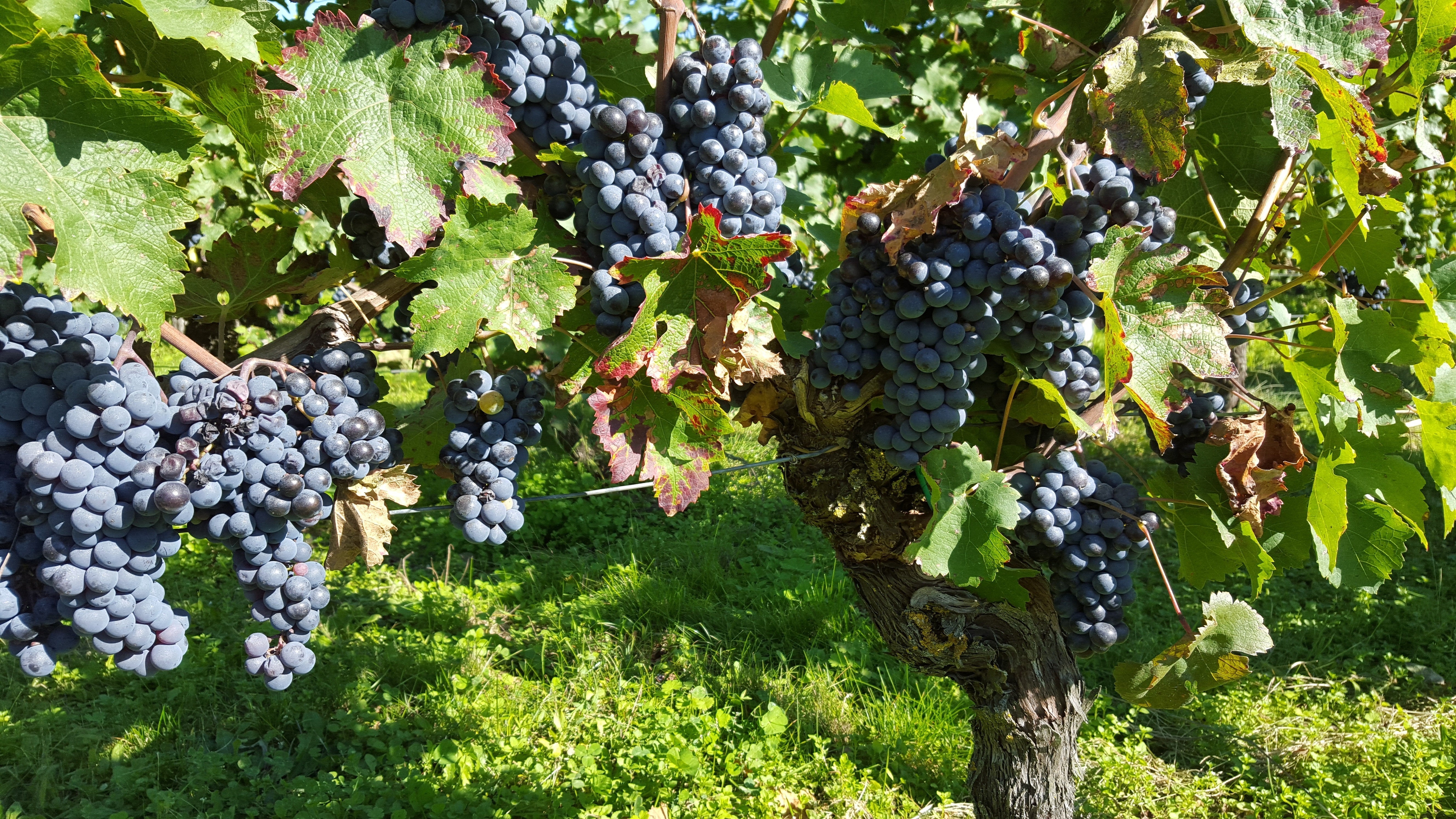 Crunchy, Tart & Juicy, Perfectly Bourgueil