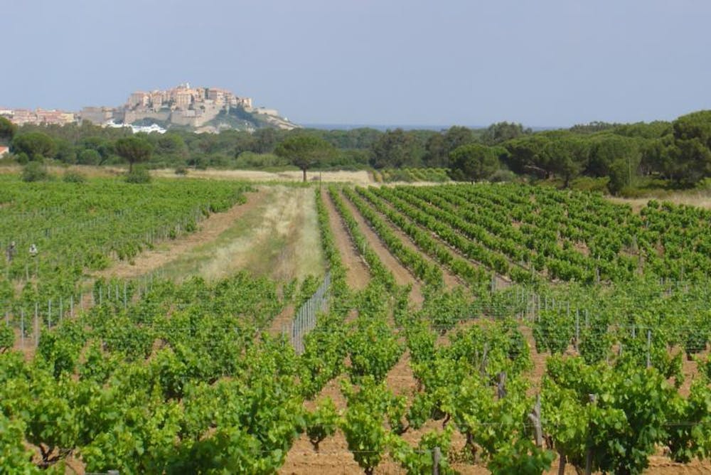 Rare Corsican Red Worth the Journey
