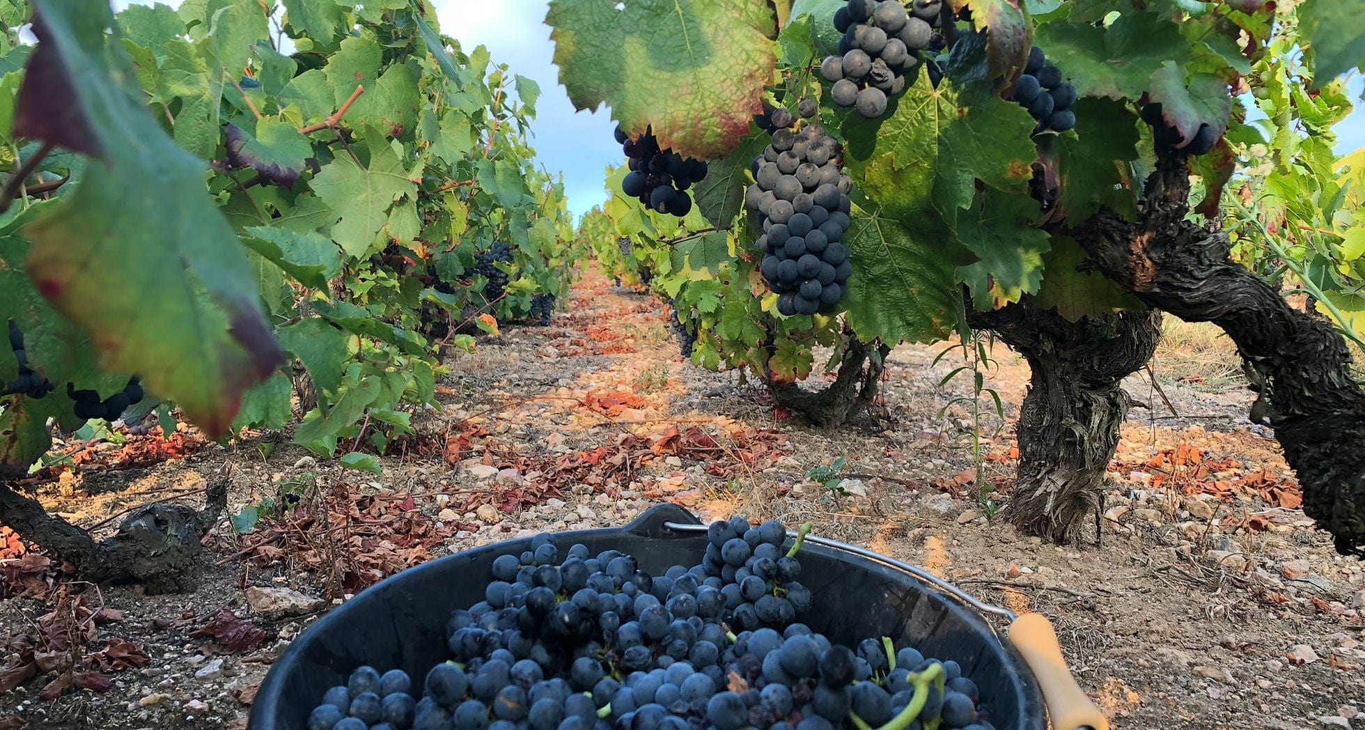 Vineyard Road Day 5: Hoppenot Fleurie