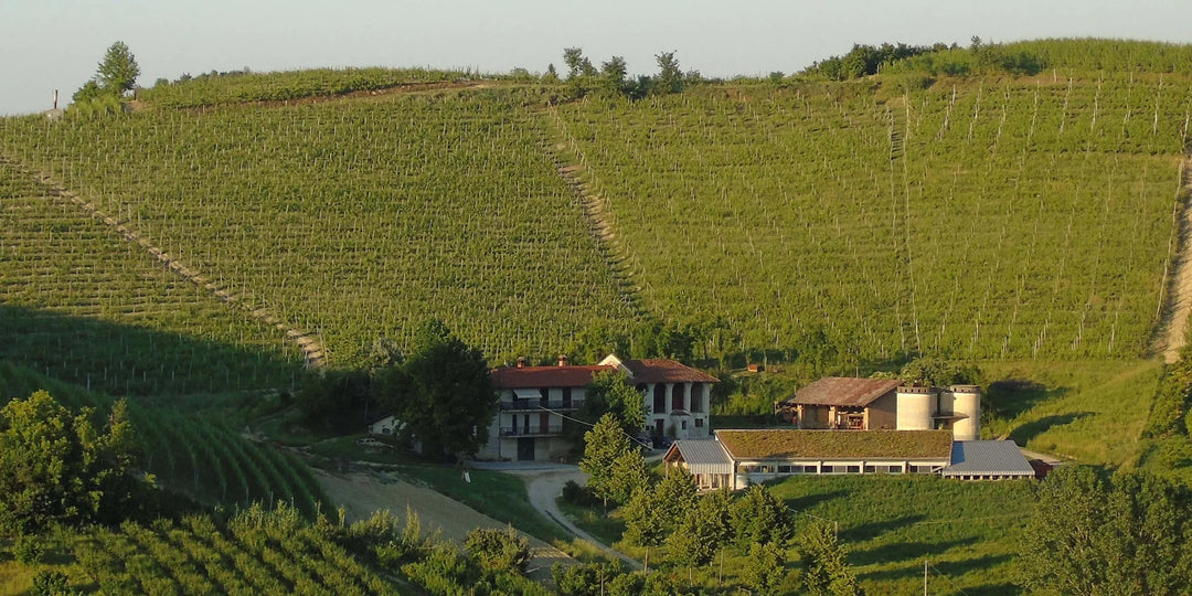 Vine Farmer Day 2: Barbera with No Makeup On