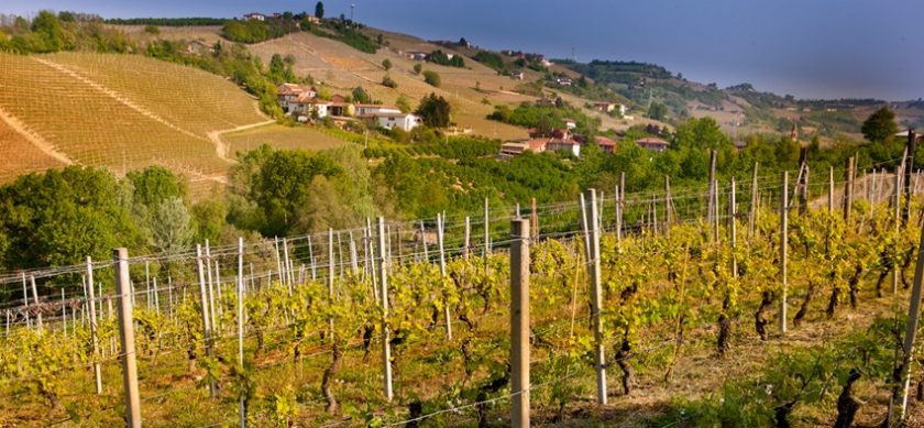 Barbera from One of Barbaresco’s Great Crus