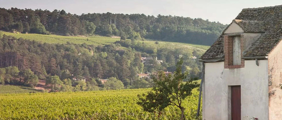 Domaine Pavelot 2023 Releases