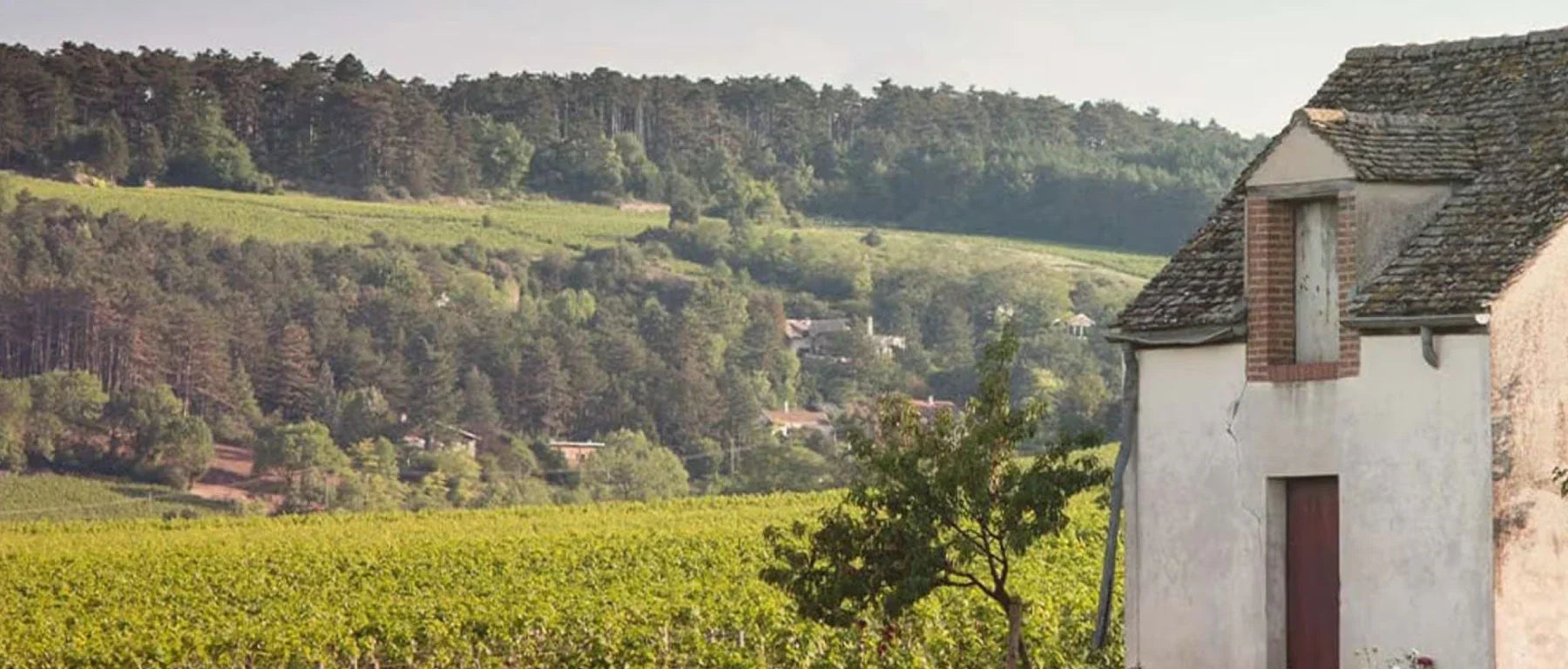 Domaine Pavelot 2023 Releases
