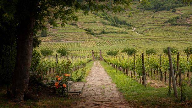 OG Alsace, Before It Got Fancy; Weinbach’s Field Blend
