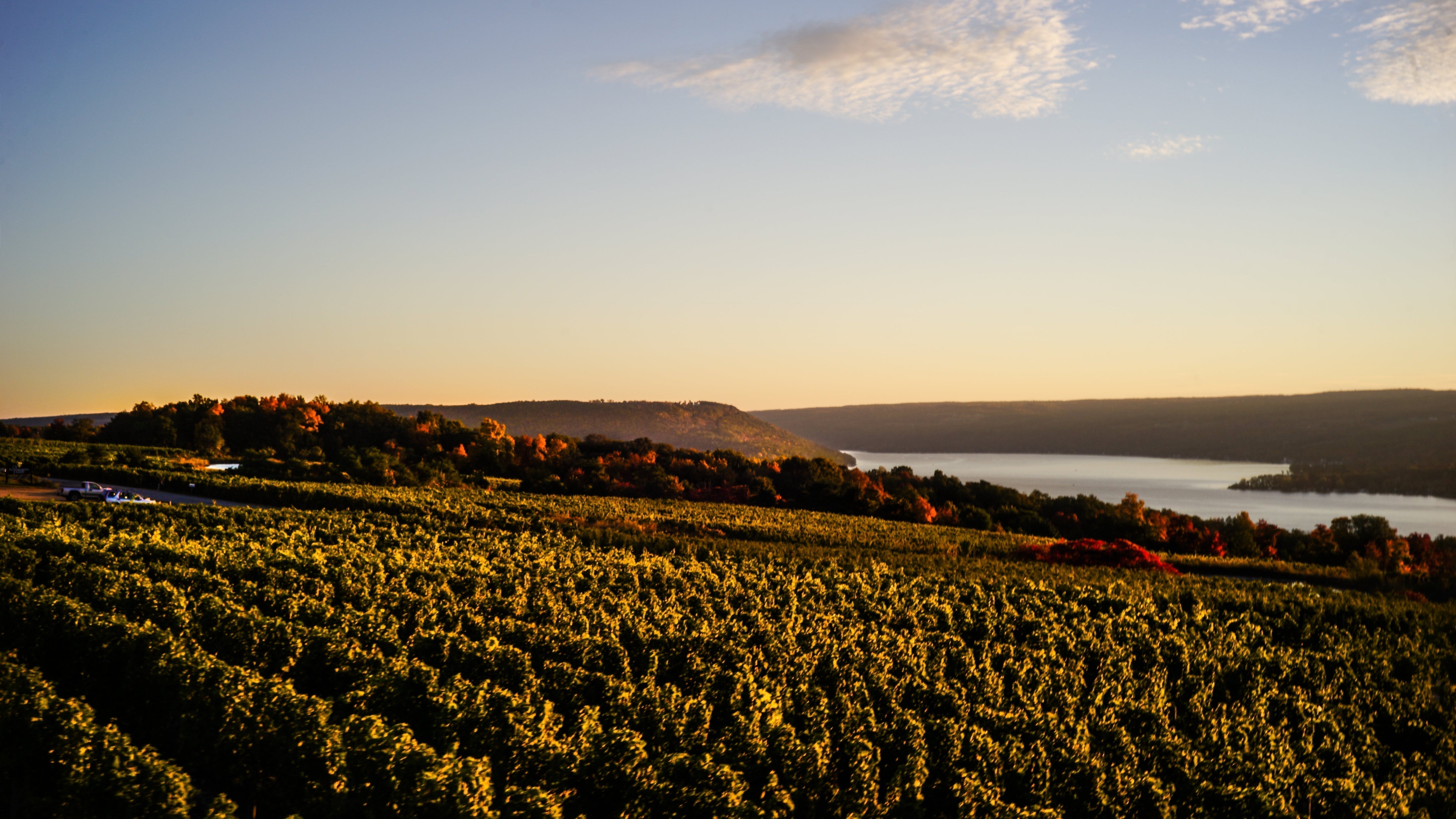 Buy Local; Finger Lakes Grüner by Dr. Frank