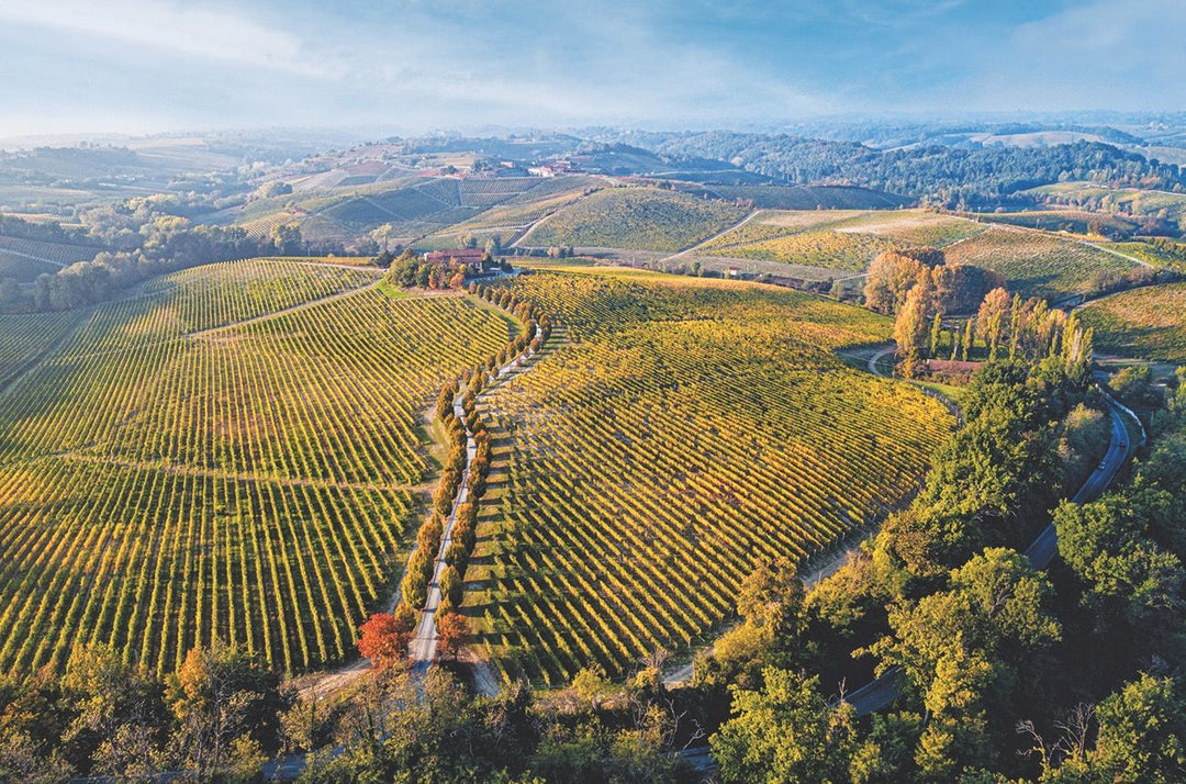 Bright, Mineral, and Made for Summer – Gavi di Gavi 2023