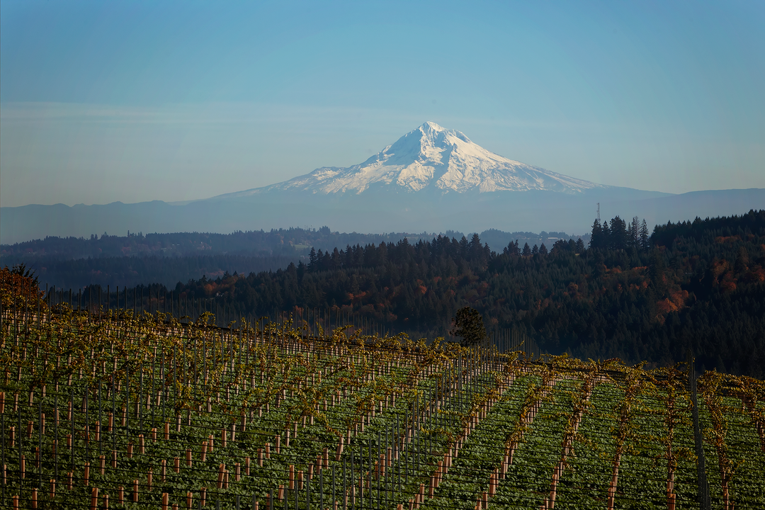 Kelley Fox’s 2024 Willamette Valley Gruner