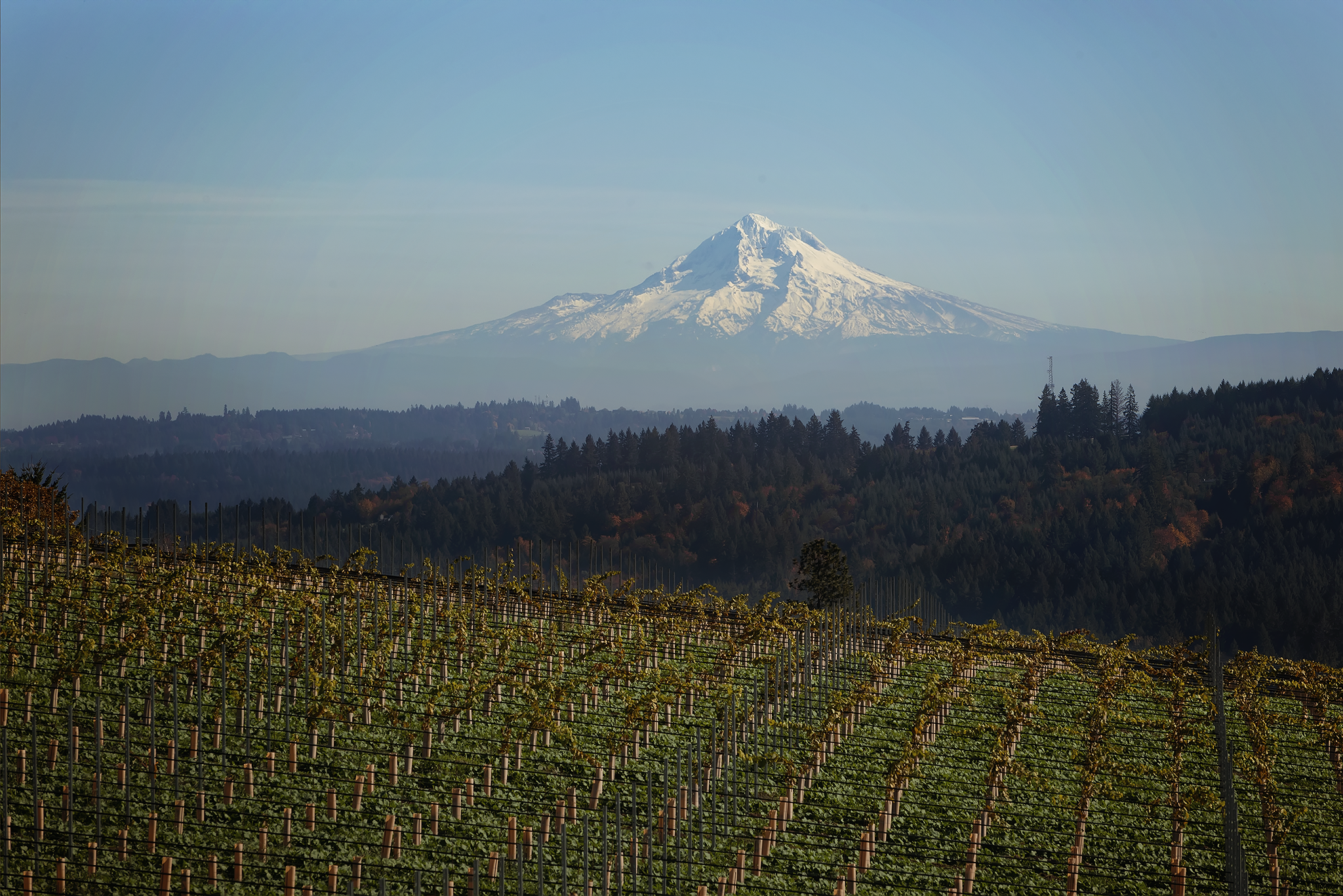 Kelley Fox’s 2024 Willamette Valley Gruner