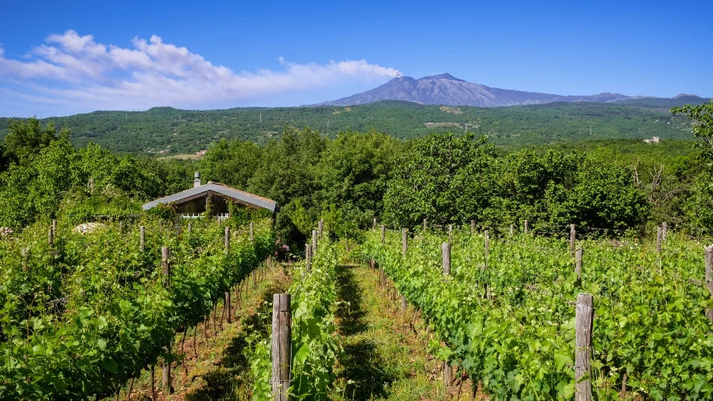 Sicilian Stone and Sea: The 2023 Mortellito 'Cala Iancu' Bianco