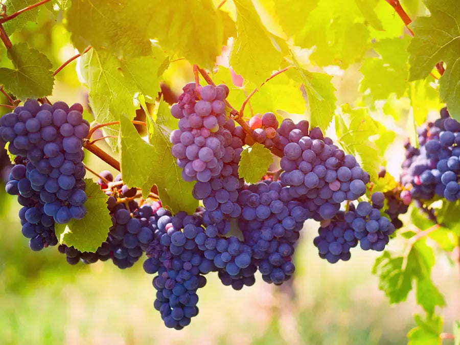 Gamay Doesn’t Have To Be Beaujolais
