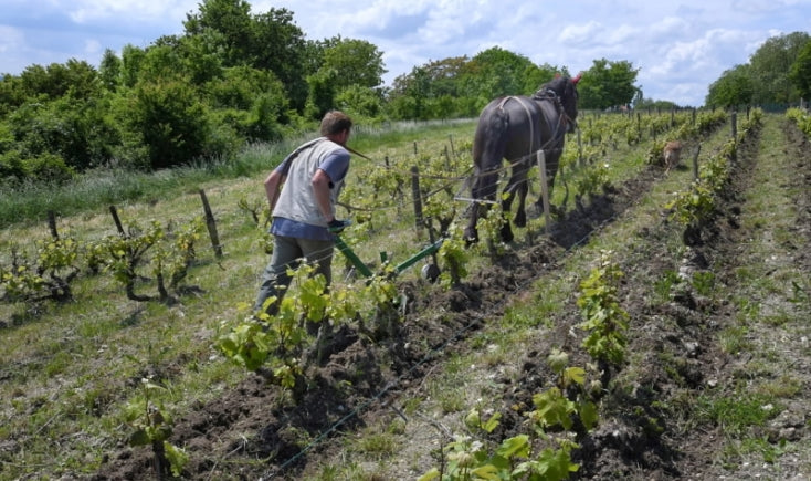 A Loire White Built for Today and the Next Decade