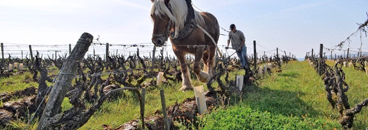 The 2024 Huet Sec Crus are Brilliant