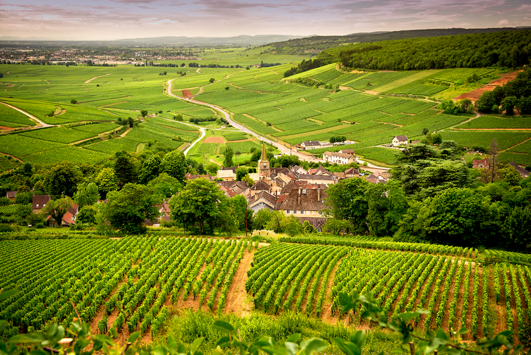 Irancy: The Burgundy the Somm Keep for Themselves