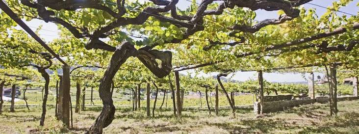 Benchmark Albarino by DO Ferreiro