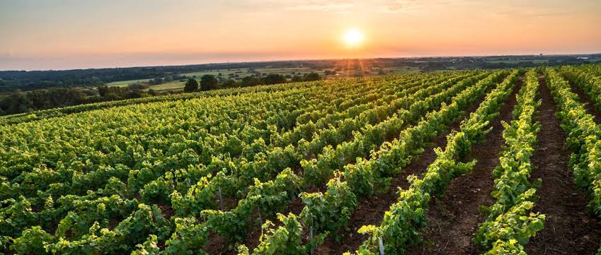 Summer Case Buy Alert, Delicious Muscadet