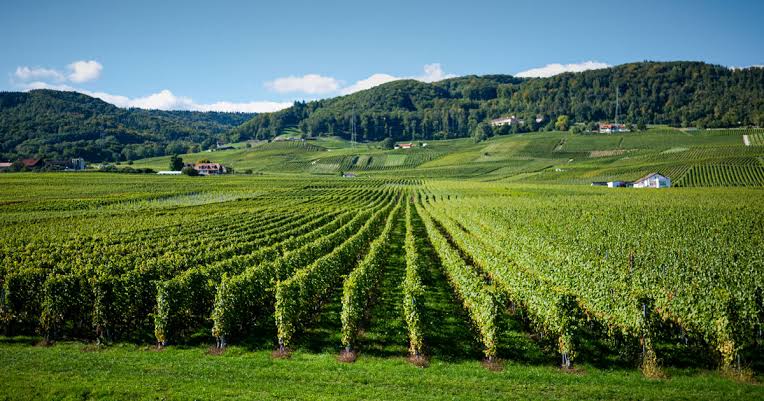 Bordeaux Blanc, one of the Greatest Values in Wine
