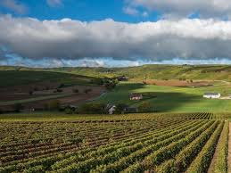 Loire Cabernet Franc at Its Most Soulful