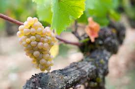 Aligoté in its finest form by Aubert de Villaine