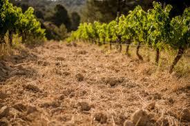 Parés Baltà: Penedès Beyond Cava