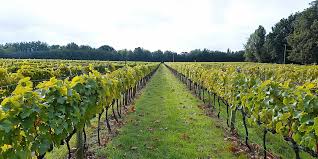 Loire Valley Grace for the Thanksgiving Table