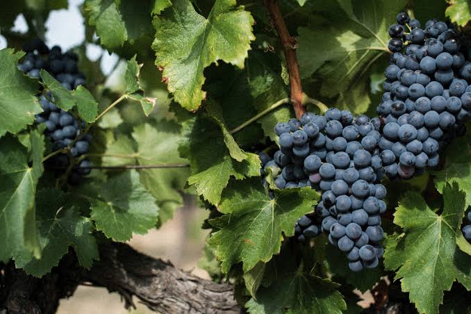 2015 Vacqueyras, $35. Buy a case.