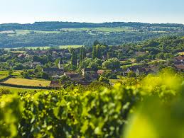 An Under-$20 White Burgundy I’d Buy by the Case (and Did)