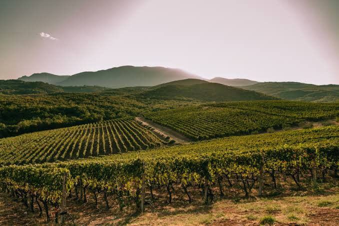 Assyrtiko at Elevation by Kir Yianni