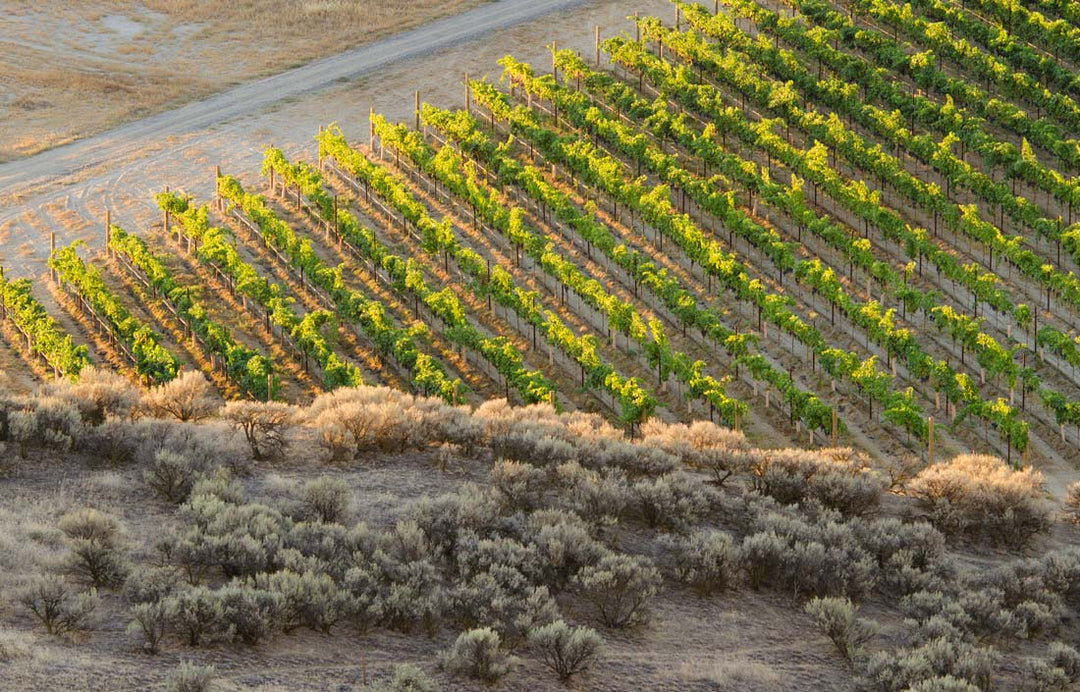 Red Mountain Cabernet You’ll Want by the Case