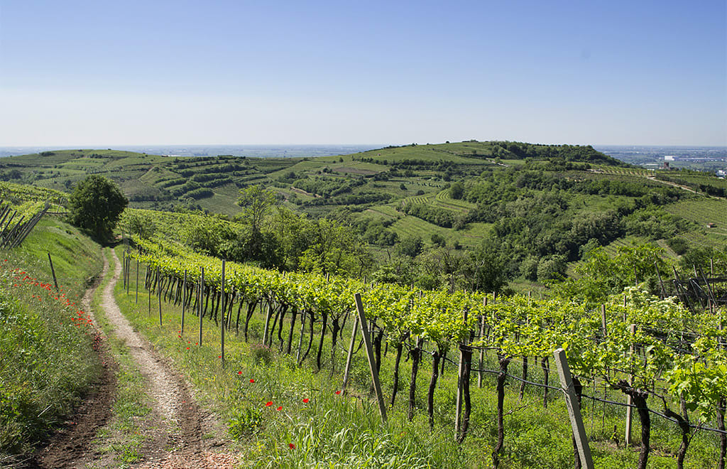 97 Point Soave by Inama, under $30