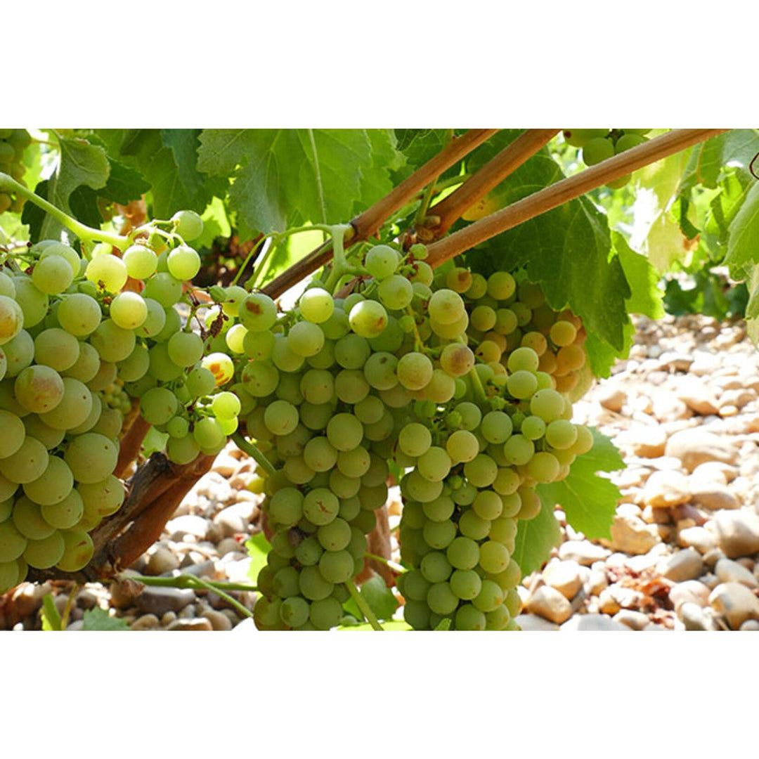 A Fresh Vintage of a Spanish Classic