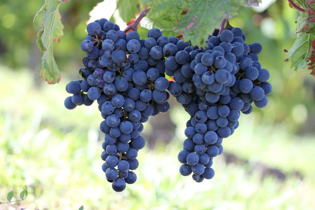 A Personal Favorite Cabernet Franc, in a Perfect Drinking Window
